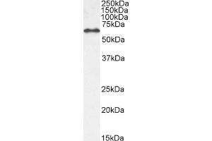 EHD1 Antikörper  (N-Term)