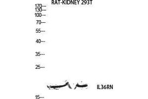 Western Blot (WB) analysis of Rat Kidney 293T lysis using IL36RN antibody.