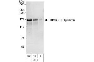 Western Blotting (WB) image for anti-Tripartite Motif Containing 33 (TRIM33) (AA 1-50) antibody (ABIN7452914)