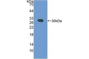 Western Blotting (WB) image for anti-Programmed Cell Death 6 Interacting Protein (PDCD6IP) (AA 1-239) antibody (ABIN7444118)