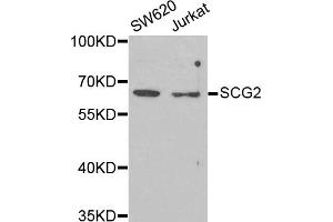 Western blot analysis of extracts of various cell lines, using SCG2 antibody (ABIN5973825) at 1/1000 dilution. (SCG2 Antikörper)