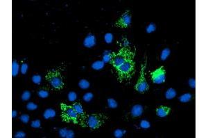 Anti-NIF3L1 mouse monoclonal antibody (ABIN2455142) immunofluorescent staining of COS7 cells transiently transfected by pCMV6-ENTRY NIF3L1 (RC200827). (NIF3L1 Antikörper)