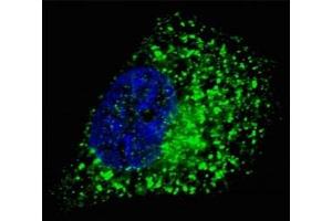Immunofluorescence (IF) image for anti-GABA(A) Receptor-Associated Protein (GABARAP) (AA 1-30) antibody (ABIN3031014)