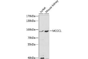 Western blot analysis of extracts of various cell lines, using MCCC1 antibody (ABIN6132337, ABIN6143628, ABIN6143629 and ABIN6214123) at 1:1000 dilution. (MCCC1 Antikörper  (AA 526-725))