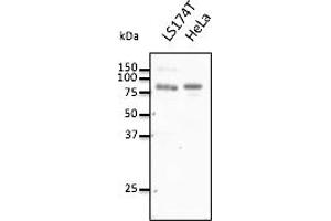 Western Blotting (WB) image for anti-Choroideremia-Like (Rab Escort Protein 2) (CHML) (C-Term) antibody (ABIN7272972) (CHML Antikörper  (C-Term))