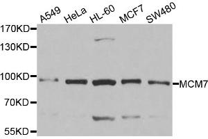 Western blot analysis of extracts of various cell lines, using MCM7 antibody. (MCM7 Antikörper)