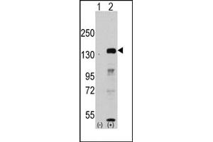 Image no. 1 for anti-Lysine (K)-Specific Demethylase 2A (KDM2A) antibody (ABIN356581) (KDM2A Antikörper)