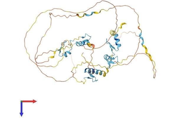 INSM1 Protein (AA 1-521) (His tag)