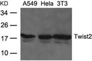 Western blot analysis of extracts from A549, Hela and 3T3 cells using Twist2 Antibody. (TWIST2 Antikörper)