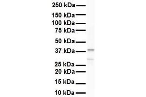 Western Blotting (WB) image for anti-Heterogeneous Nuclear Ribonucleoprotein A3 (HNRNPA3) (N-Term) antibody (ABIN2776678)