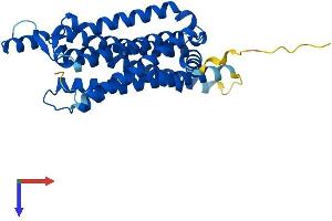 ADORA1 Protein (AA 1-326) (His tag)