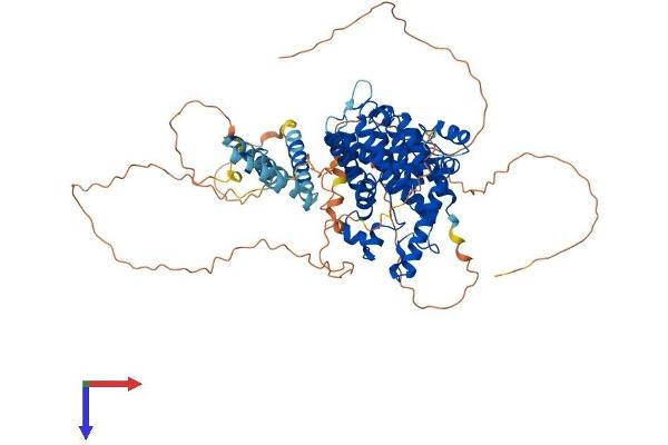 PDE4B Protein (AA 1-736) (His tag)
