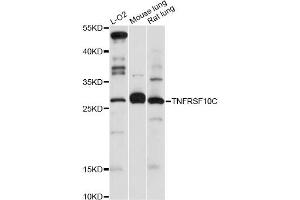 Western blot analysis of extracts of various cell lines, using TNFRSF10C antibody (ABIN5970485) at 1:3000 dilution. (DcR1 Antikörper)