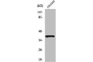 Western Blotting (WB) image for anti-serpin Peptidase Inhibitor, Clade B (Ovalbumin), Member 9 (SERPINB9) (Internal Region) antibody (ABIN7187774)