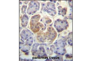 WDR25 Antibody (C-term) (ABIN657284 and ABIN2846372) immunohistochemistry analysis in formalin fixed and paraffin embedded human pancreas tissue followed by peroxidase conjugation of the secondary antibody and DAB staining. (WDR25 Antikörper  (C-Term))