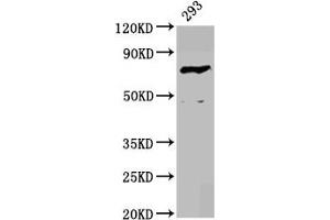 Western Blot Positive WB detected in: 293 whole cell lysate All lanes: F13B antibody at 4. (F13B Antikörper  (AA 260-403))