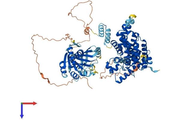 PDE8A Protein (AA 1-829) (His tag)