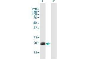 Western Blot analysis of DPPA3 expression in transfected 293T cell line by DPPA3 MaxPab polyclonal antibody.