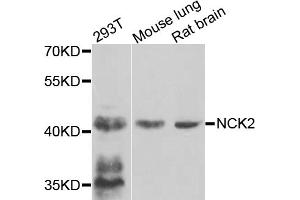 Western blot analysis of extracts of various cell lines, using NCK2 antibody. (NCK2 Antikörper)