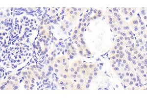 Detection of CDHOB in Human Kidney Tissue using Polyclonal Antibody to Cadherin, Osteoblast (CDHOB) (OB Cadherin Antikörper  (AA 374-595))