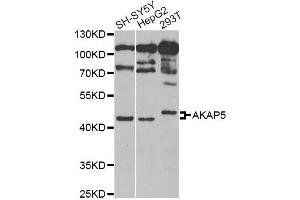 Western blot analysis of extracts of various cell lines, using AKAP5 Antibody (ABIN5973905) at 1/1000 dilution. (AKAP5 Antikörper)