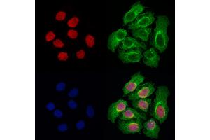 ABIN6264360 and ABIN6278002 staining Hela cells by IF/ICC. (POU2AF1 Antikörper  (C-Term))