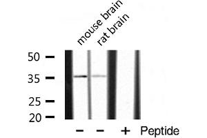 Western Blotting (WB) image for anti-POU Domain, Class 4, Transcription Factor 3 (POU4F3) (Internal Region) antibody (ABIN6257424)