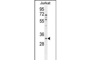 OR5B12 Antibody (C-term) (ABIN655378 and ABIN2844932) western blot analysis in Jurkat cell line lysates (35 μg/lane). (OR5B12 Antikörper  (C-Term))