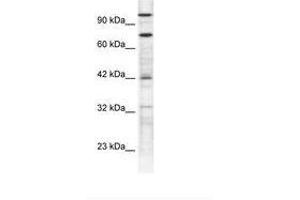 Image no. 1 for anti-Zinc Finger Protein 23 (ZNF23) (N-Term) antibody (ABIN6735840) (ZNF23 Antikörper  (N-Term))