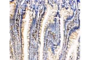 IHC-P: BiP antibody testing of rat intestine tissue