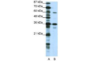 CREB3L1 antibody (20R-1233) used at 0. (CREB3L1 Antikörper  (N-Term))