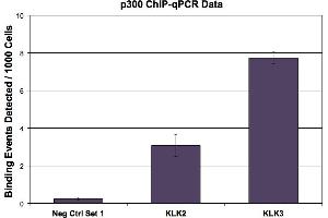 p300 antibody (mAb) tested by ChIP. (p300 Antikörper)