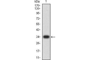 Western blot analysis using CCL4 mAb against human CCL4 (AA: 24-92) recombinant protein.