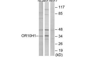 Western blot analysis of extracts from HeLa cells and MCF-7 cells, using OR10H1 antibody. (OR10H1 Antikörper  (C-Term))