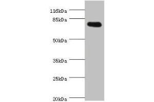 Western blot All lanes: SH2B1 antibody at 0. (SH2B1 Antikörper  (AA 360-520))