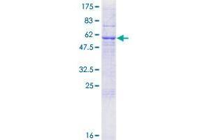 RAB40C Protein (AA 1-281) (GST tag)