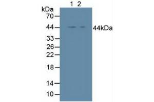 Figure. (Inhibitory Subunit of NF-KappaB epsilon (AA 207-440) Antikörper)
