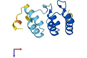 NRARP Protein (AA 1-114) (His tag)