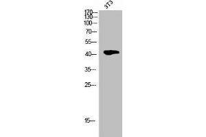 Western Blot analysis of 3T3 cells using Phospho-Cdk9 (T186) Polyclonal Antibody (CDK9 Antikörper  (pThr186))
