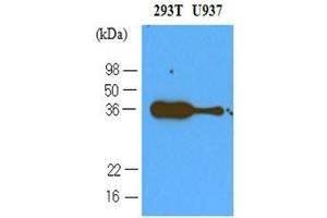 Cell lysates of 293T and U937 (40 ug) were resolved by SDS-PAGE, transferred to nitrocellulose membrane and probed with anti-human PDCD1 (1:500). (PD-1 Antikörper  (AA 21-167))