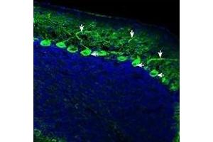 Expression of IQGAP1 in mouse cerebellumImmunohistochemical staining of perfusion-fixed frozen mouse brain sections with Anti-IQGAP1 Antibody (ABIN7043292, ABIN7045192 and ABIN7045193), (1:200), followed by goat anti-rabbit-AlexaFluor-488. (IQ Motif Containing GTPase Activating Protein 1 (IQGAP1) Peptid)