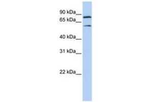 Image no. 1 for anti-Chromosome 10 Open Reading Frame 2 (C10ORF2) (AA 540-589) antibody (ABIN6740493) (C10orf2 Antikörper  (AA 540-589))
