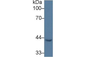 EGR3 Antikörper  (AA 98-363)