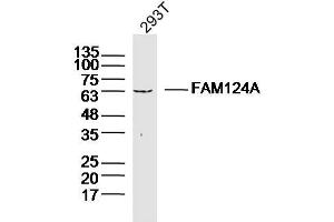 293T lysates probed with FAM124A Polyclonal Antibody, Unconjugated  at 1:300 dilution and 4˚C overnight incubation. (FAM124A Antikörper  (AA 301-400))