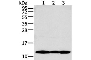 Western blot analysis of MCF-7 PC-3 and A431 cell using S100A16 Polyclonal Antibody at dilution of 1:250 (S100A16 Antikörper)