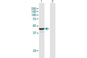 Western Blot analysis of NAPRT1 expression in transfected 293T cell line by NAPRT1 MaxPab polyclonal antibody.