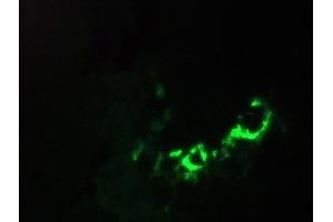 Immunofluorescence staining of a 7 days old zebrafish embryo (Annexin V Antikörper)