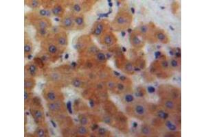 IHC-P analysis of Liver tissue, with DAB staining. (Ficolin 2 Antikörper  (AA 97-254))