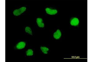 Immunofluorescence of purified MaxPab antibody to HRMT1L6 on HeLa cell. (PRMT6 Antikörper  (AA 1-316))