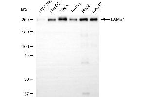 Western blotting analysis using LAMB1 antibody (ABIN7799234). (Rekombinanter Laminin beta 1 Antikörper)